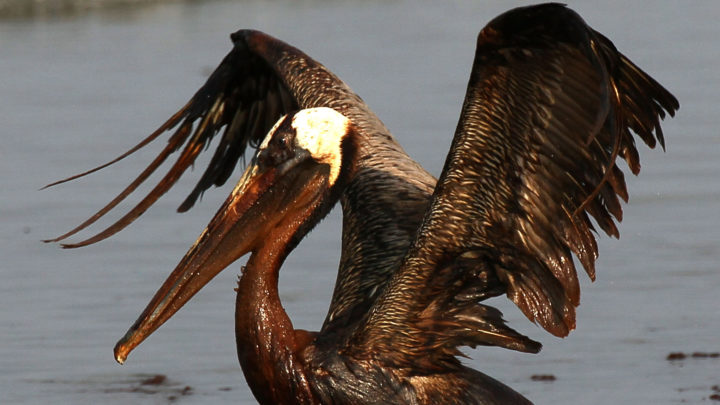 Bird in Gulf Oil Spill